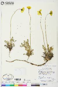 Papaver radicatum subsp. radicatum image