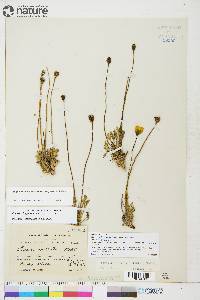 Papaver radicatum subsp. radicatum image