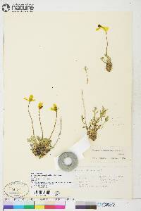 Papaver radicatum image