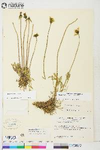 Papaver hultenii image