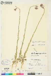 Arabis divaricarpa image