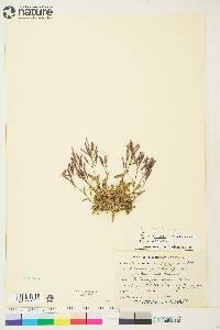 Arabidopsis lyrata subsp. petraea image