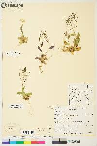 Arabis alpina image