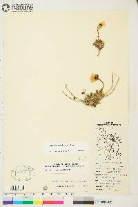 Papaver radicatum image