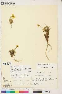 Papaver radicatum subsp. polare image