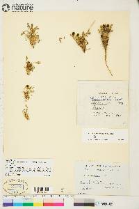 Papaver radicatum image