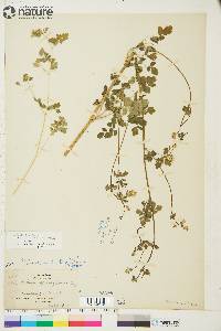 Thalictrum sparsiflorum image