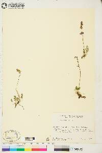 Thalictrum alpinum image