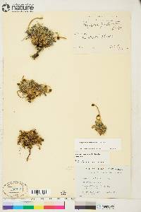 Papaver radicatum image