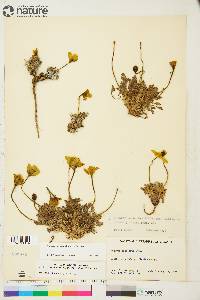 Papaver radicatum subsp. polare image