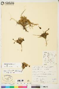 Papaver radicatum subsp. polare image