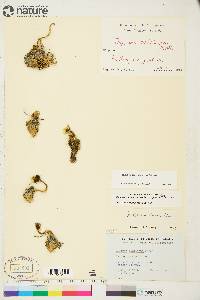 Papaver radicatum subsp. polare image