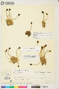 Papaver radicatum subsp. polare image