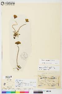 Papaver lapponicum image