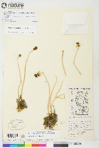 Papaver lapponicum image