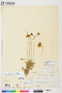 Papaver radicatum subsp. radicatum image