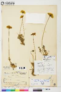 Papaver radicatum image