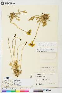 Papaver radicatum image