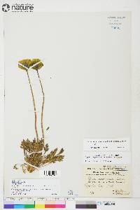 Papaver radicatum subsp. radicatum image