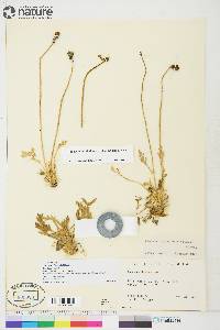 Papaver radicatum subsp. radicatum image