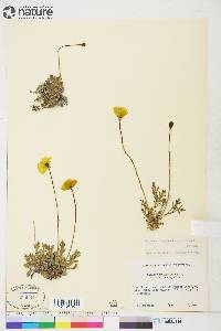 Papaver radicatum subsp. radicatum image