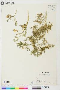 Corydalis aurea image