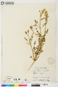 Corydalis aurea subsp. aurea image