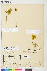 Papaver radicatum subsp. radicatum image