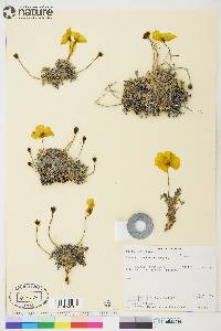 Papaver mcconnellii image