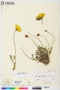 Papaver mcconnellii image