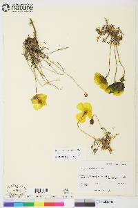 Papaver mcconnellii image