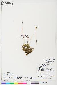 Papaver lapponicum subsp. occidentale image