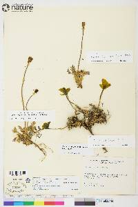 Papaver lapponicum image