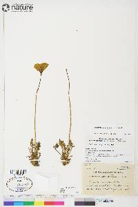 Papaver lapponicum image