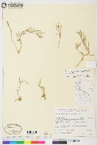 Arabidopsis arenicola image