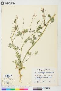 Capnoides sempervirens image