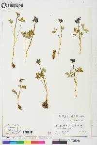 Corydalis pauciflora image