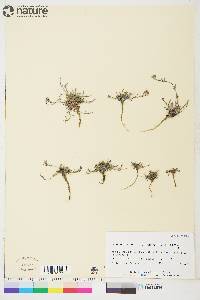 Braya humilis subsp. richardsonii image