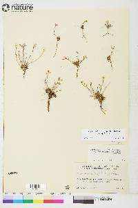 Braya humilis subsp. humilis image