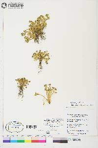 Cochlearia groenlandica image