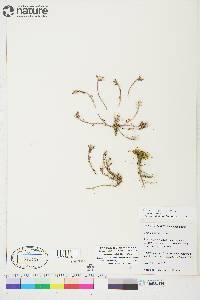 Cochlearia groenlandica image