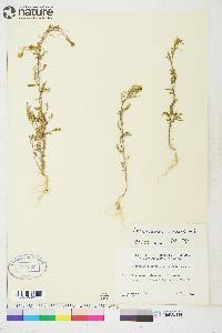 Descurainia incana subsp. incana image
