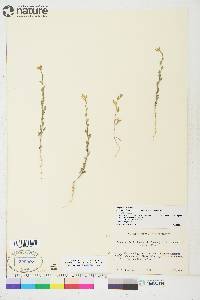 Descurainia incana subsp. incana image