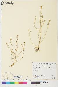 Cochlearia officinalis subsp. arctica image