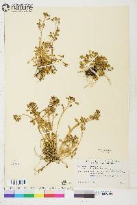 Cochlearia officinalis subsp. arctica image