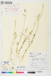 Descurainia sophioides image