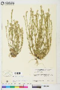 Draba cana image