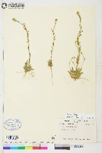 Draba cana image