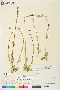 Draba borealis image