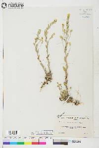 Draba aurea image